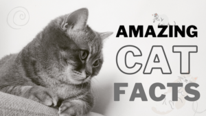 Amazing Cat Facts